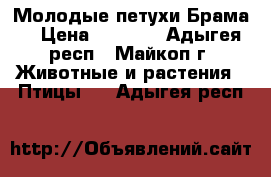 Молодые петухи Брама  › Цена ­ 1 500 - Адыгея респ., Майкоп г. Животные и растения » Птицы   . Адыгея респ.